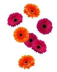 Falling Gerbera, daisy flower, isolated on white background, clipping path, full depth of field