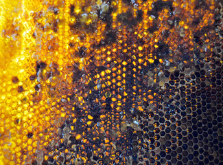 Drop of bee honey drip from hexagonal honeycombs