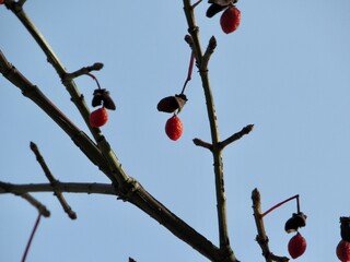 berries on a branch