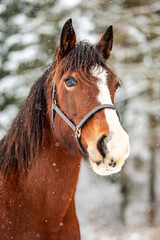 Galloping chestnut horse mare stallion in snow. Stunning active horse with long mane full of power in winter.