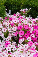 Blooming fragrant flowers of pink and white petunia