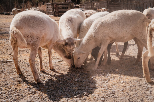 Borrego en corral de granja con otros borregos