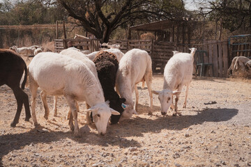 Borrego en corral de granja con otros borregos © Ricardo