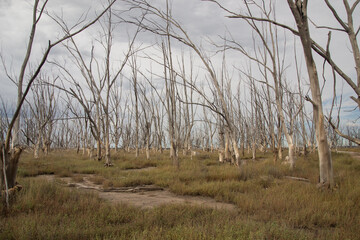 &Aacute;rboles secos y sombr&iacute;os de Epecuen, Buenos Aires.