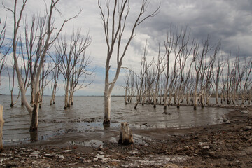 Lago con &aacute;rboles en ruinas de Epecuen, Buenos Aires.