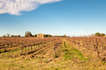 Fototapeta na wymiar agricultural landscape and vineyard