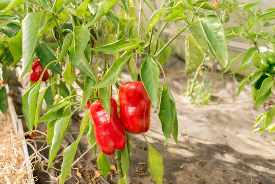 Red pepper on a plant. Gardening.