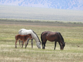 Wild horses roaming the Adobe Valley in the Eastern Sierra, Mono County, California.