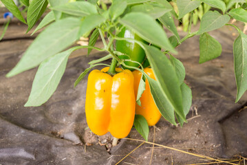 Yellow pepper ripens on the plant. Agriculture. Gardening.