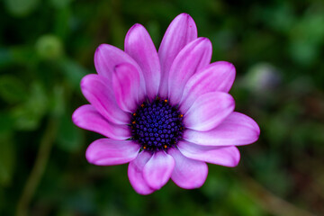 purple flower