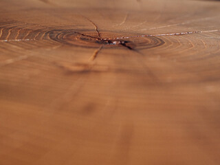 a close-up of a saw cut of a large acacia stump. wood background. woodworking concept