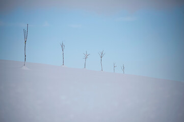 Row with trees sprout in the snowy field.