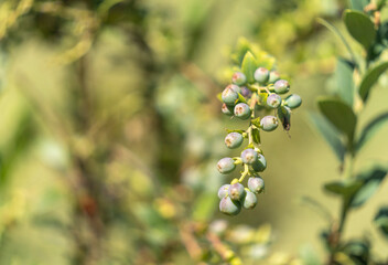 A blueberry plant and its fruits