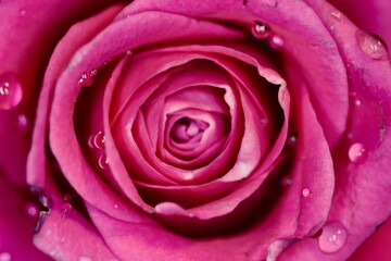 pink rose close up