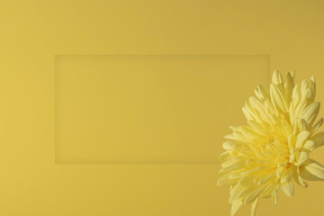 Yellow creative background with a chrysanthemum flower. Copy space