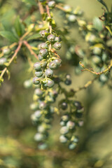 A blueberry plant and its fruits