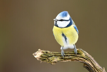 Blue tit ( Cyanistes caeruleus ) close up