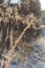 dry plant, dried flower in autumn, twigs with dry flowers, light of the setting sun, dry grass