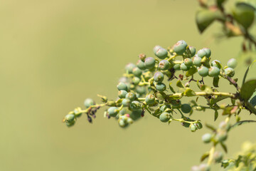 A blueberry plant and its fruits
