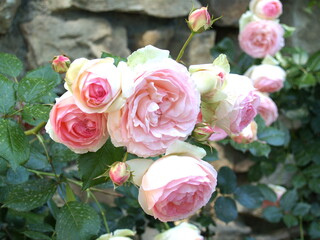 Rose Pierre de Ronsard