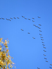 Zugvögel am Himmel