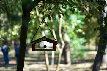 Bird feeder on a tree with a bird placed in the city Park