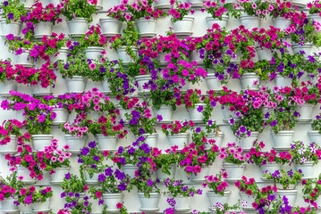 Geranium flowers in pot. Plants Spring Container Gardens