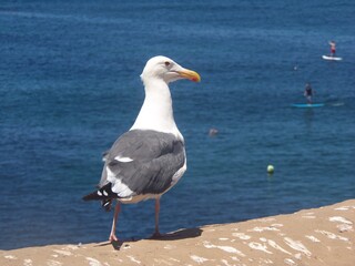 Fototapeta na wymiar seagull on the shore
