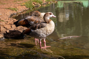Areiao Park, Goiania, Goias, Brazil, Ducks, Apes, Wild Lifes, Animals