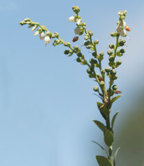 A blueberry plant and its fruits