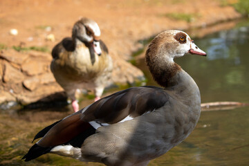 Areiao Park, Goiania, Goias, Brazil, Ducks, Apes, Wild Lifes, Animals