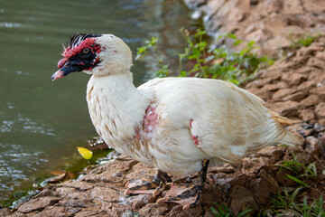 Areiao Park, Goiania, Goias, Brazil, Ducks, Apes, Wild Lifes, Animals