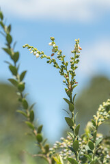 A blueberry plant and its fruits