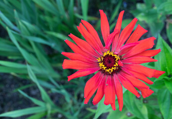 Dahlia flowers in the garden
