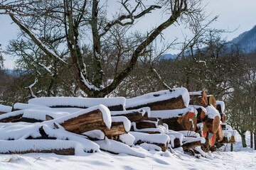 winter in the forest