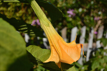 Datura flower - yellow poisonous devil's trumpet