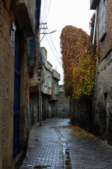 View of an old narrow street in historical town of Sur in Diyarbakir, Turkey. Ivy with autumn leaves after rain. Selective focus.