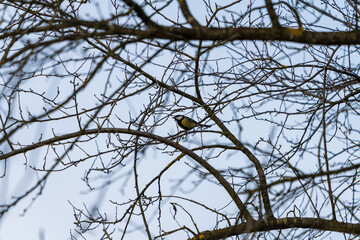 Kahler Baum mit Kohlmeise im Winter