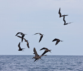 Fragatas, Islas Galápagos, Ecuador,
