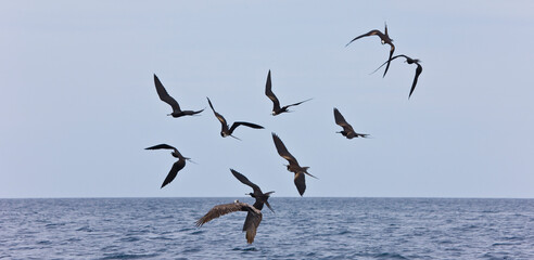 Fragatas, Islas Galápagos, Ecuador,