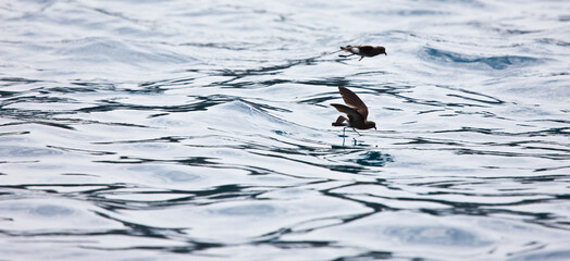 Wilson's Storm-petrel (Oceanites oceanicus).  Islas Galapagos, Ecuador