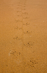 Ecuador. Parque Nacional de las Islas Galapagos.  Huellas Iguana marina(Amblyrhynchus cristatus).