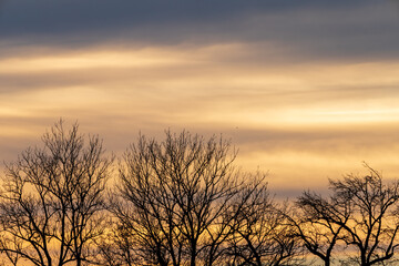 Fototapeta na wymiar Kahle Bäume im Winter bei Sonnenuntergang