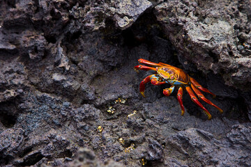 Zayapa o abuete negro (Grapsus grapsus). Parque Nacional Islas Galapagos, Ecuador, America