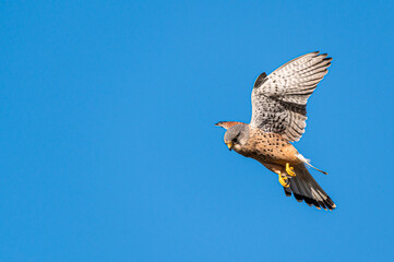 Male kestrel bird of prey, Falco tinnunculus, hovering hunting for prey