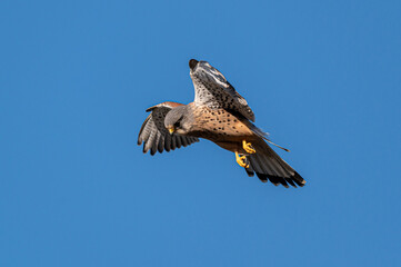 Male kestrel bird of prey, Falco tinnunculus, hovering hunting for prey