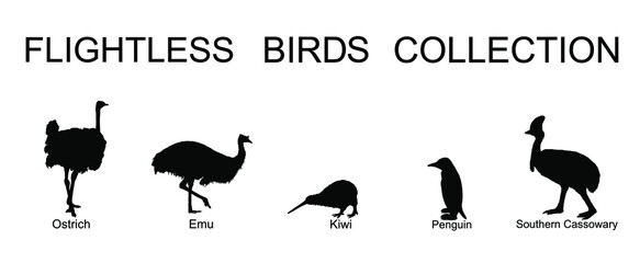 Flightless birds collection vector silhouette illustration isolated on white background. Ostrich, emu, kiwi, penguin and cassowary. Unusual endemic bird group. Wildlife exotic animal.