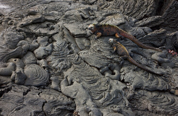 Ecuador. Parque Nacional de las Islas Galapagos.  Iguana marina(Amblyrhynchus cristatus).