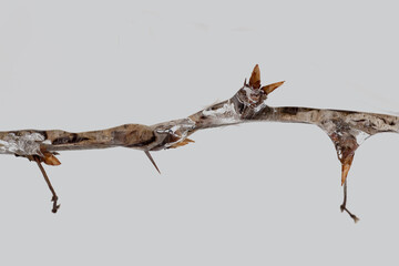 Ice covered branch with buds