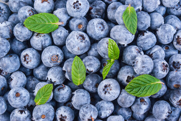 blueberry background with fresh leaves

